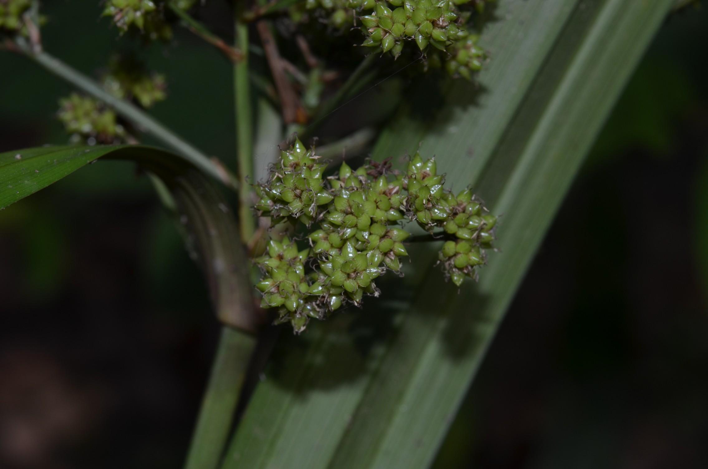 Hypolytrum nemorum eFlora of India